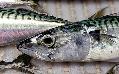 Mackerel